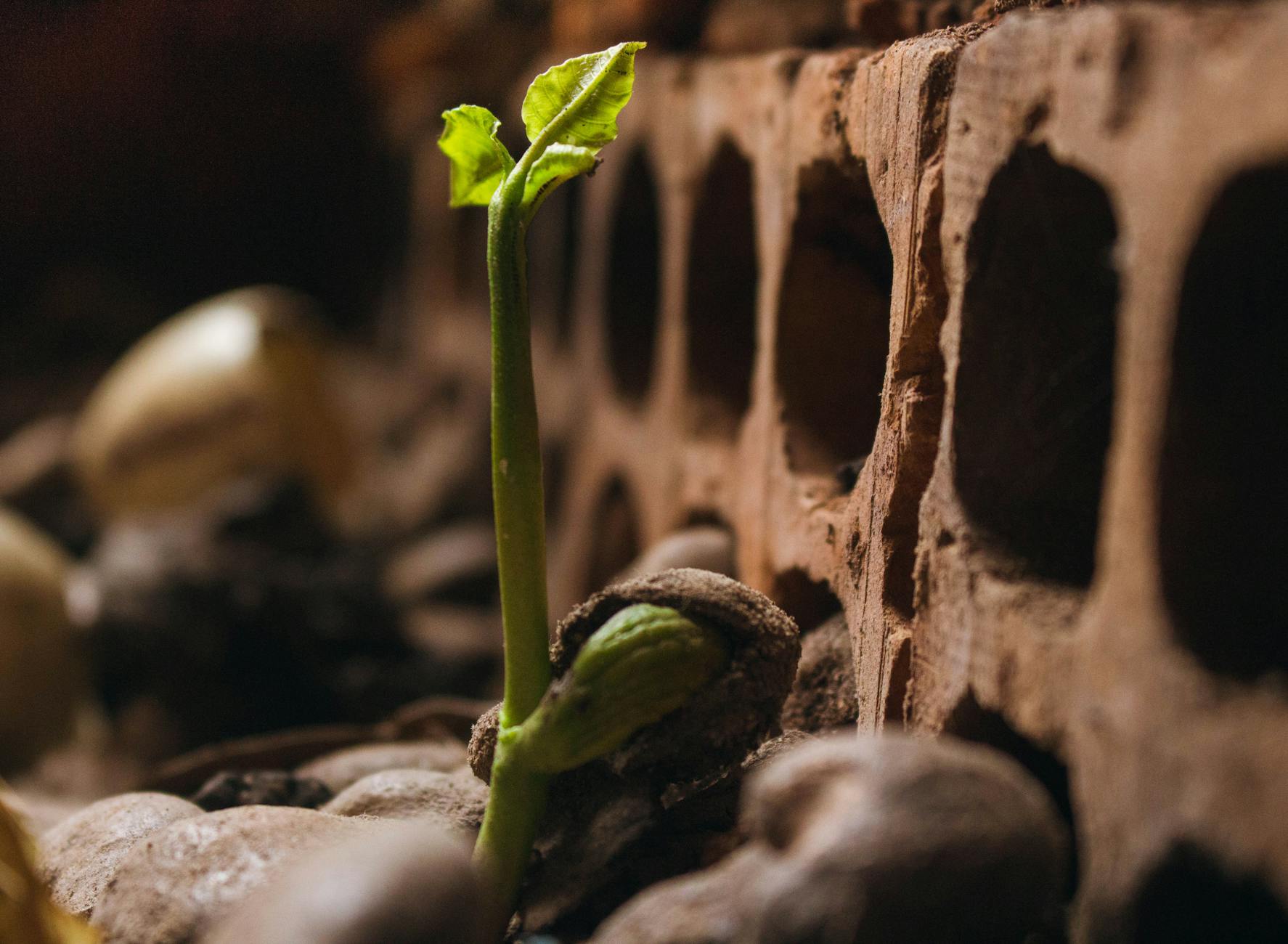 green plant on brown rock