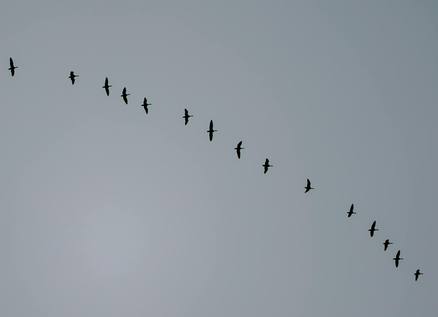 flock of birds in the sky